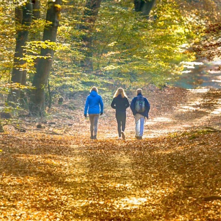 Bild Gruppe im Wald